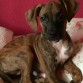 PERRITA GUAPA